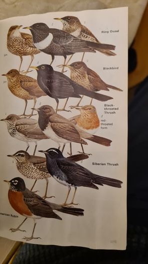 Birds Of Britain And Europe. The Hamlyn Guide. By Bertel Bruun. Illustrated By Arthur Singer. 516 Birds In Colour & 448 Maps. Paperback In FAIR CONDITION. 32..