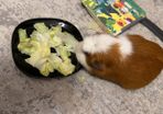 Guinea Pig