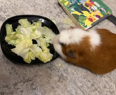 Guinea Pig