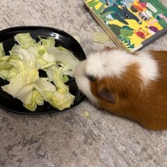 Guinea Pig