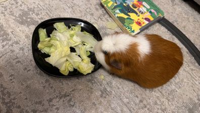Guinea Pig