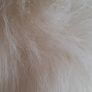 White Faux  Fur Jacket Image 3