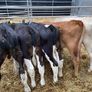 Reared Bull Calfs Image 2