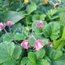 Geum Rivale (Water Avens) Image 6