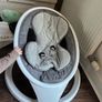 munchkin baby swing Image 2
