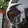 Antlers Image 9