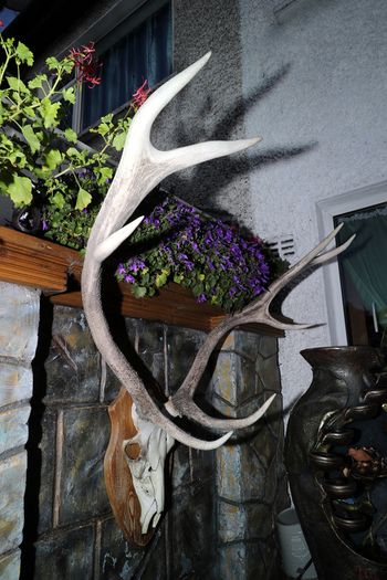 Antlers