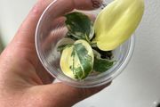 Philodendron Florida Beauty