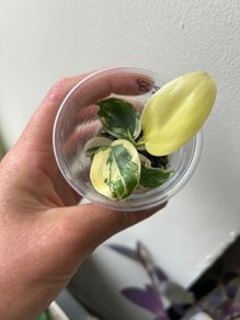 Philodendron Florida Beauty