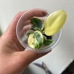 Philodendron Florida Beauty