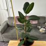 Indoor House Plant Image 6