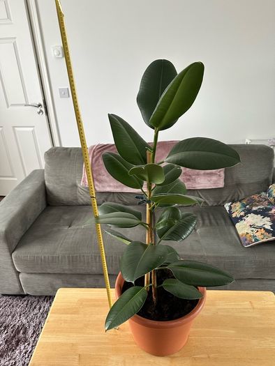 Indoor House Plant