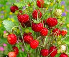 organic strawberry and wild berries plant
