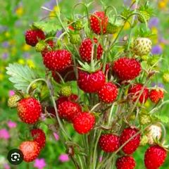 organic strawberry and wild berries plant