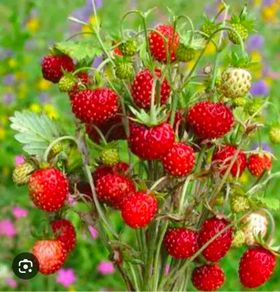 organic strawberry and wild berries plant