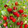 organic strawberry plants Image 7