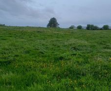 silage growing