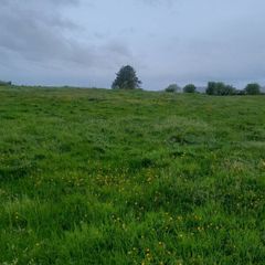 silage growing
