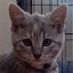 Turbocat