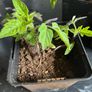 plants Image 2