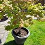Maple Tree Image 2