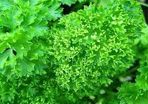 Parsley seeds