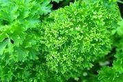 Parsley seeds