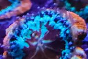 Bowerbanki Light Blue heart
