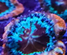 Bowerbanki Light Blue heart