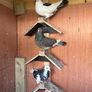 pigeons Image 3