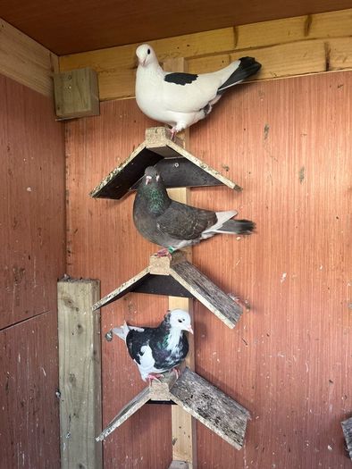 pigeons