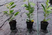 Laurel in 1 litre pot just 2 euro