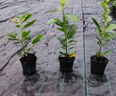 Laurel in 1 litre pot just 2 euro