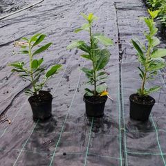 Laurel in 1 litre pot just 2 euro