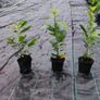 Laurel Hedging in 5 litre pots 4 ft just...5 euro Image 2