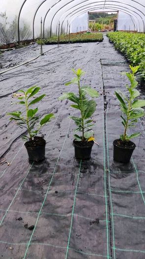 Shelter Hedging Laurel 4 ft just 5 euro