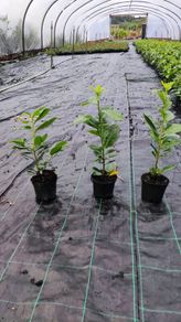 Laurel in 1 litre pot just 2 euro