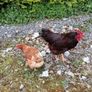 Rhode island red hatching eggs Image 2