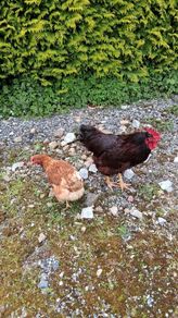 Rhode island red hatching eggs