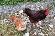 Rhode island red hatching eggs