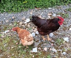 Rhode island red hatching eggs