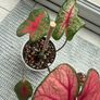 Caladium Brandywine Image 3