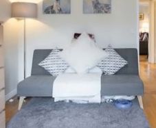 Sofa Bed