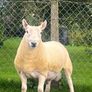 North country cheviot shearling rams Image 9