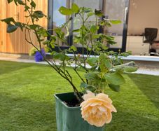 David Austin Rose