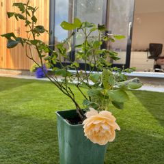 David Austin Rose