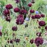 Cornflower seeds in Blue, Black or Mixed Image 3