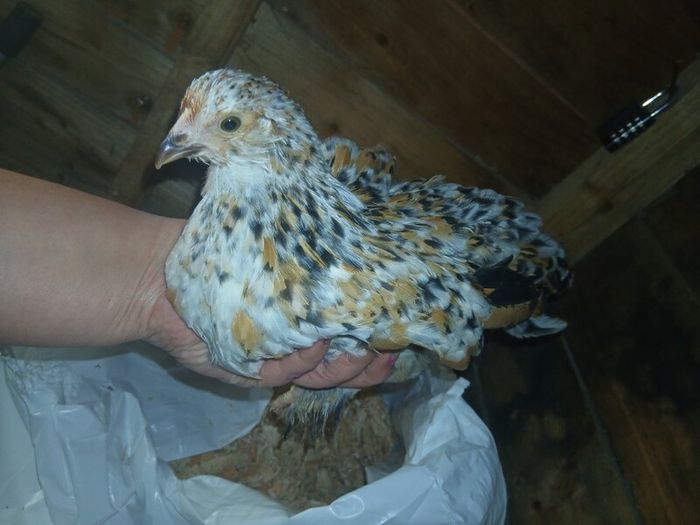 bantam chicks