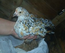 bantam chicks