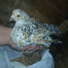 bantam chicks